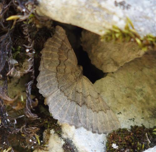 Gnophos furvata